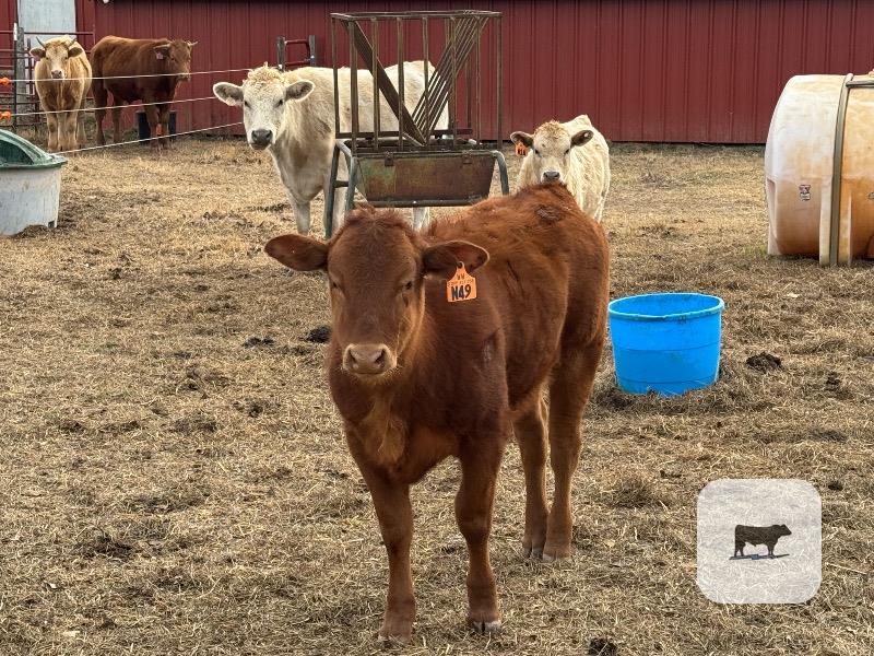 Cattle Range Listing Photo