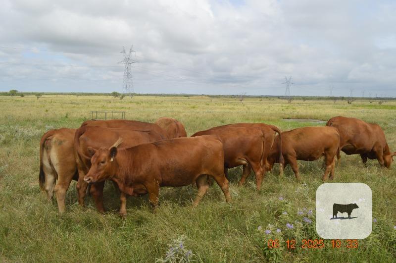 Cattle Range Listing Photo
