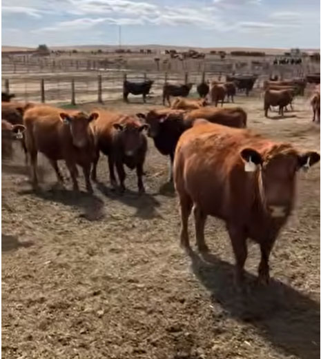 Cattle Range Listing Photo