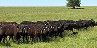90 Angus & BWF Rep. Heifers... Southwest MO