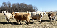 16 Charolais Cross Cows w/ 4+ Calves... Southwest MO