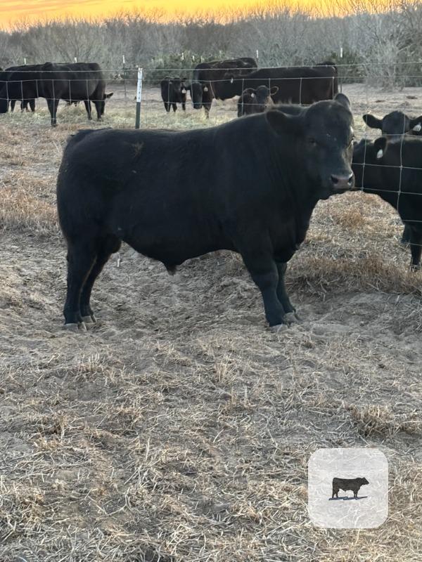 Cattle Range Listing Photo