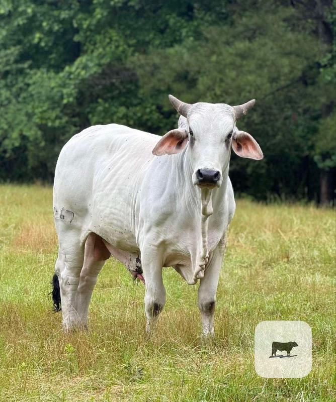 Cattle Range Listing Photo