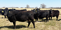 41 Angus & Black Baldy Cows... Southwest MO