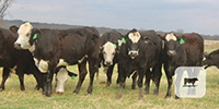 35 Angus Cross 'BWF' Bred Heifers... Central TX