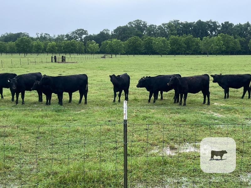 Cattle Range Listing Photo
