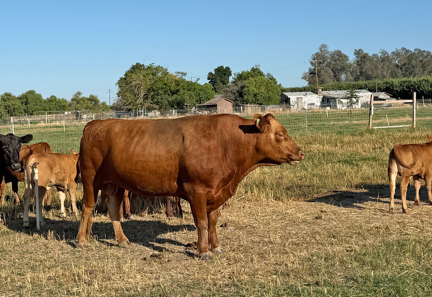 Cattle Range Listing Photo