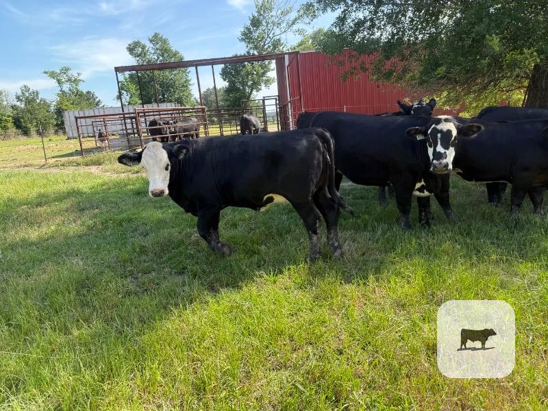 Cattle Range Listing Photo