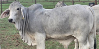 1 Reg. Brahman Bull Calf... S. Central TX