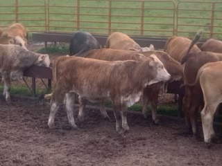 Cattle Range Listing Photo