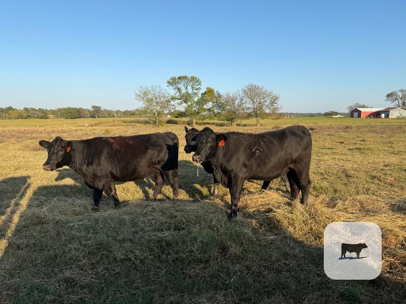 Cattle Range Listing Photo