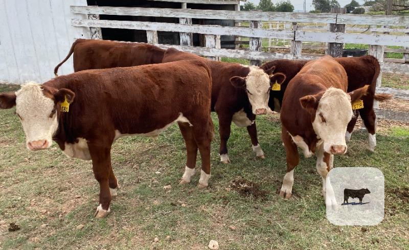 Cattle Range Listing Photo