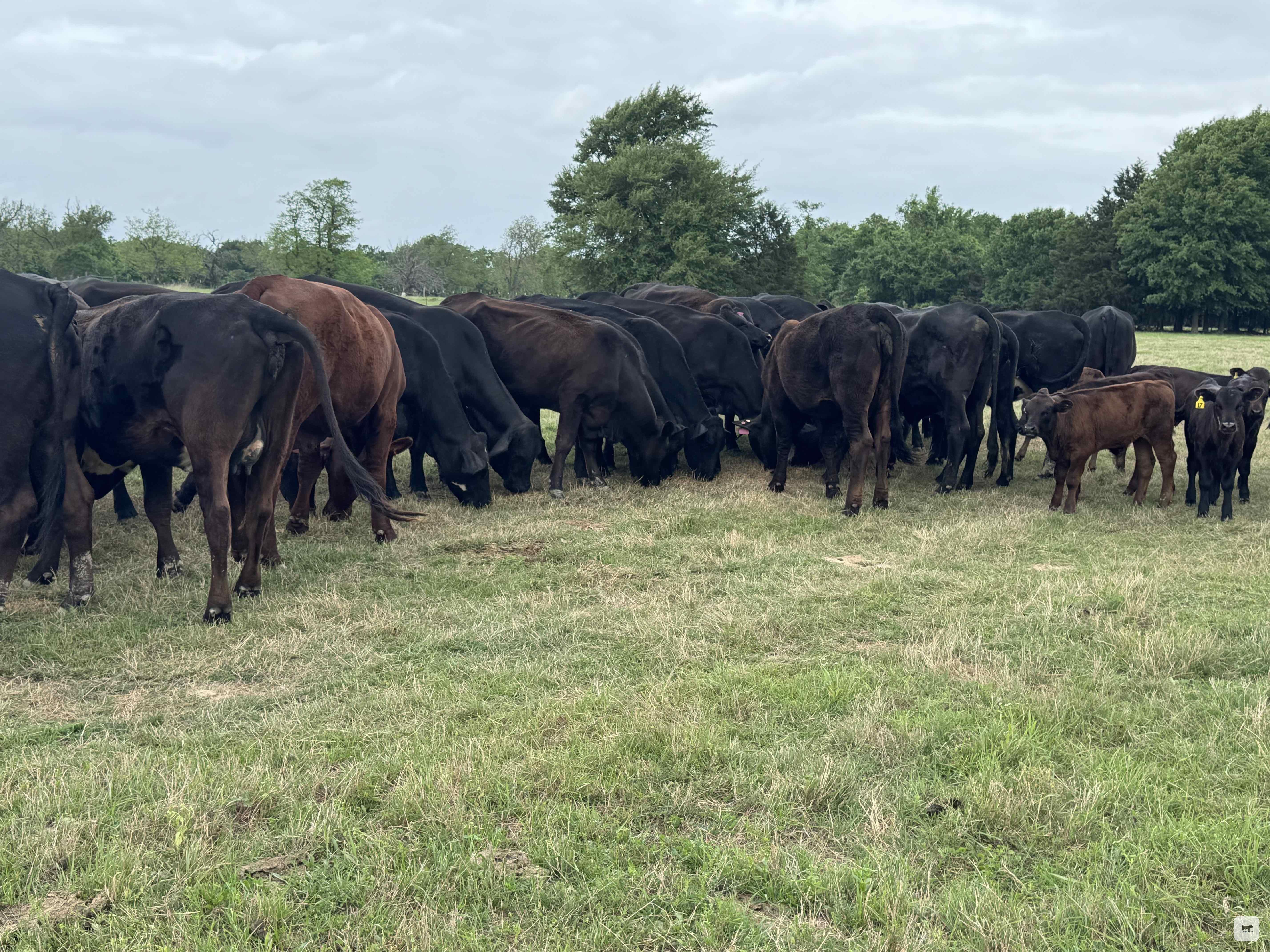 Cattle Range Listing Photo