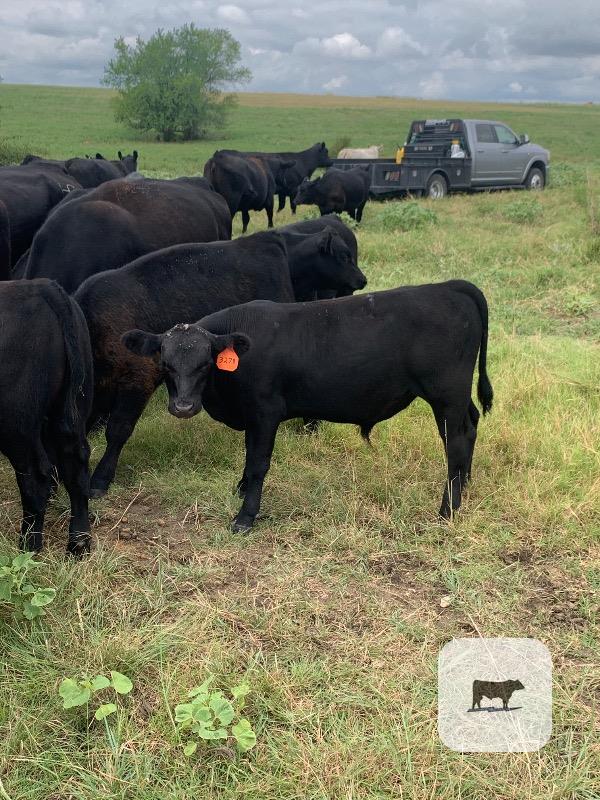 Cattle Range Listing Photo 3