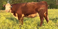 13 Hereford Cows... S. Central AL