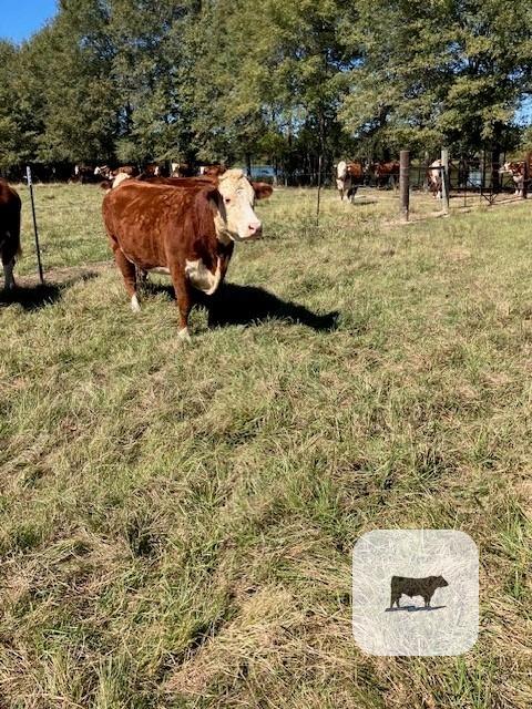 Cattle Range Listing Photo 4