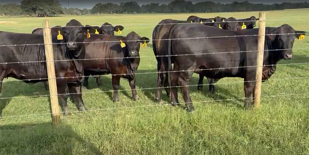 Tail Hair is the Key to Predicting Performance in Cattle
