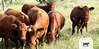 30 Red Angus Bred Heifers... North TX ~ BVD-PI Neg.