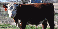 4 Reg. Polled Hereford Bulls... Northeast TX