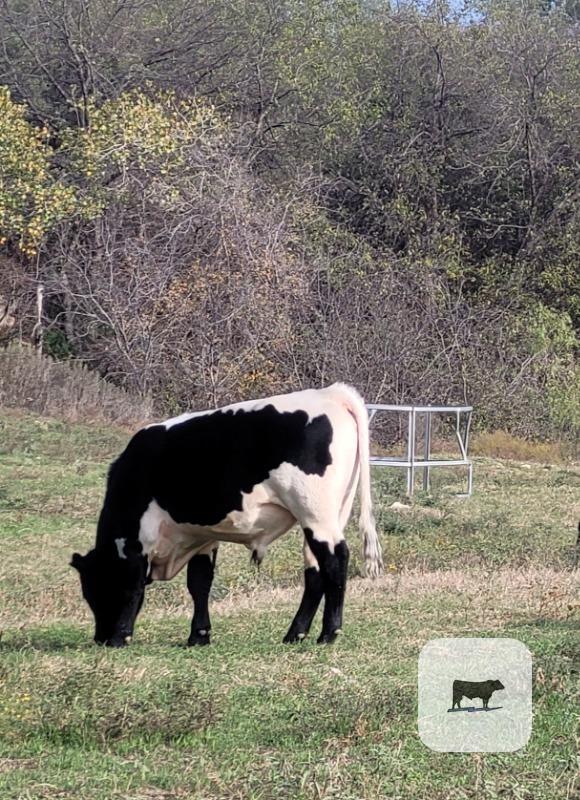 Cattle Range Listing Photo