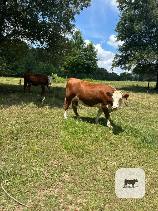 Cattle Range Listing Photo