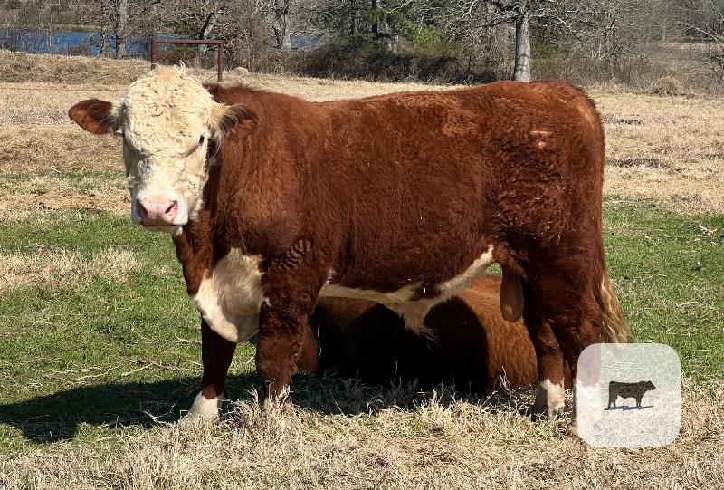 Cattle Range Listing Photo