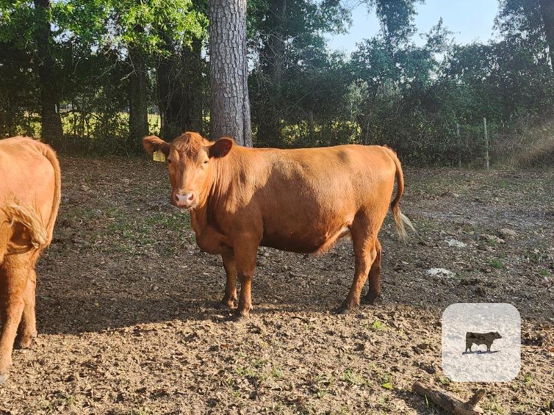 Cattle Range Listing Photo