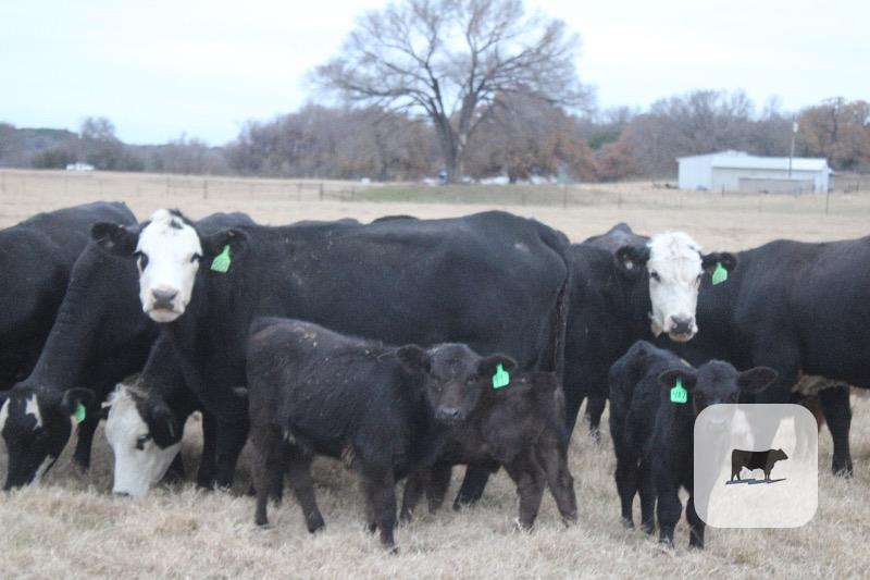 Cattle Range Listing Photo