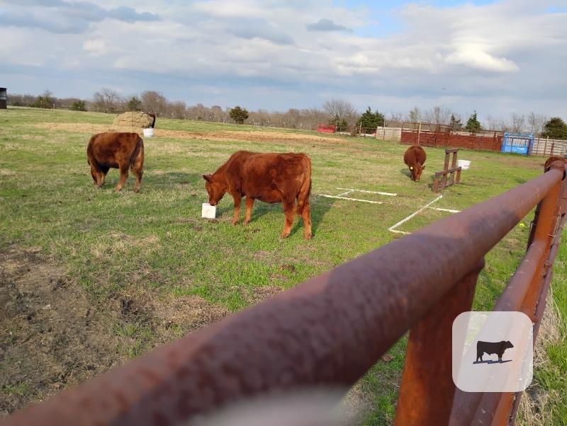 Cattle Range Listing Photo