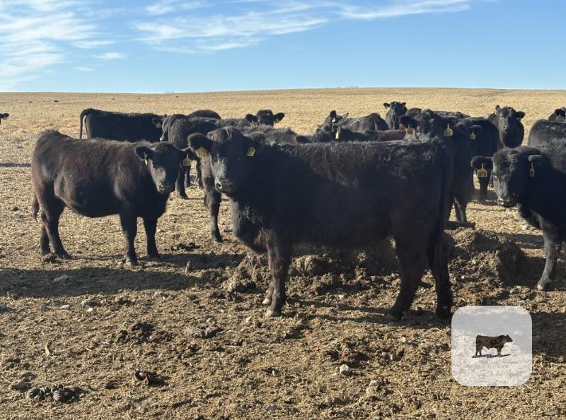 Cattle Range Listing Photo