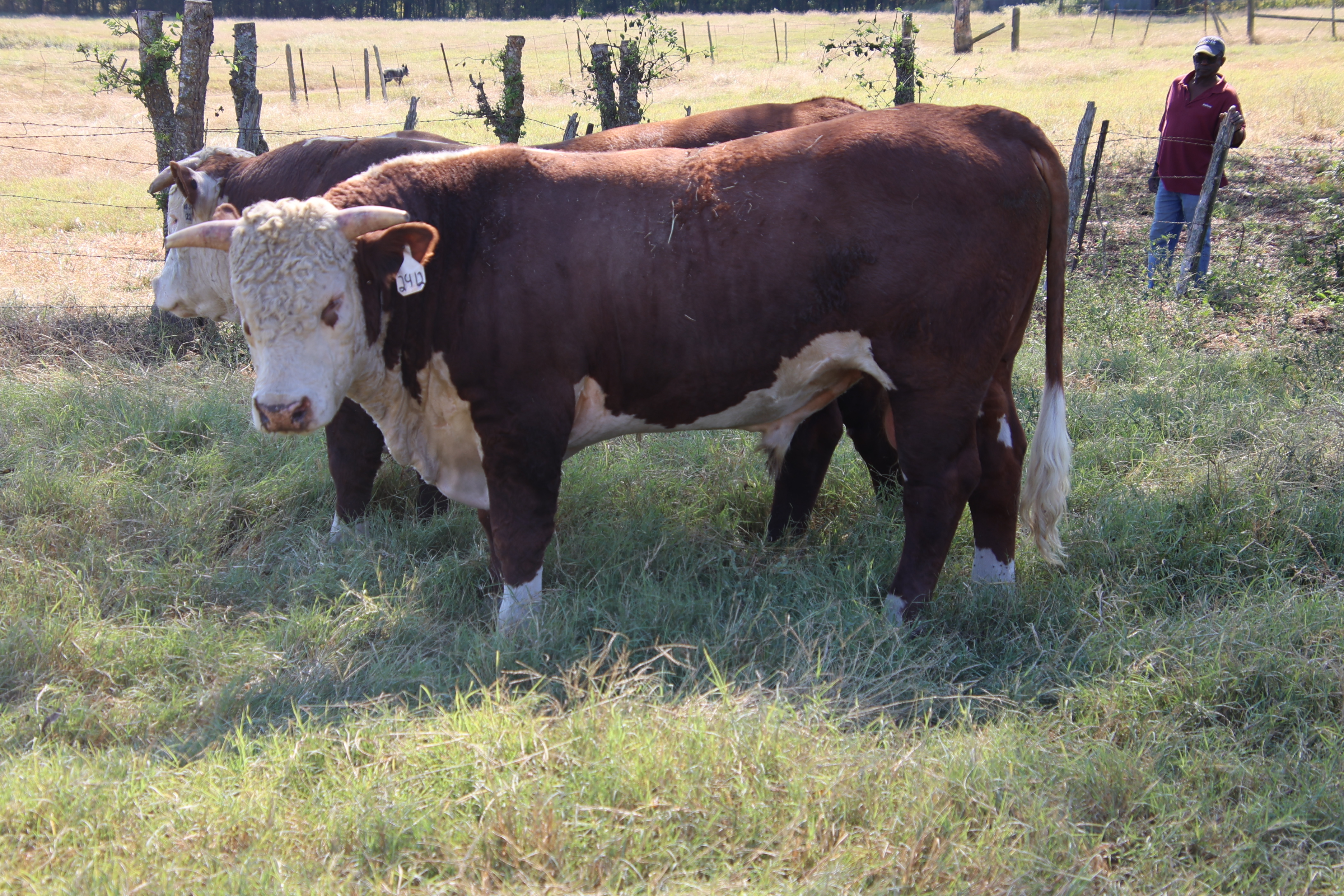 Cattle Range Listing Photo 4