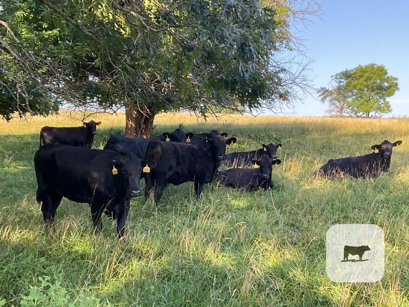 Cattle Range Listing Photo