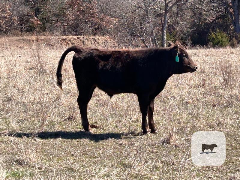 Cattle Range Listing Photo