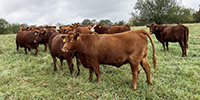 30 Red Angus & RWF Cows... Southwest MO