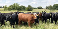 66 Angus, BWF, Red Angus & RWF Bred Heifers... Southwest MO