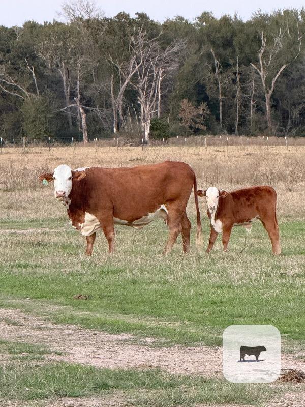 Cattle Range Listing Photo