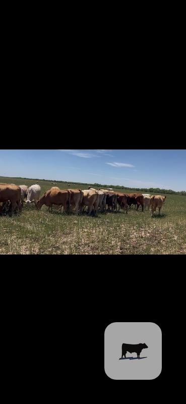 Cattle Range Listing Photo
