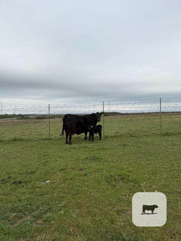 Cattle Range Listing Photo