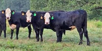 123 Angus, BWF, RWF & Charolais Cross Rep. Heifers... Northeast MS