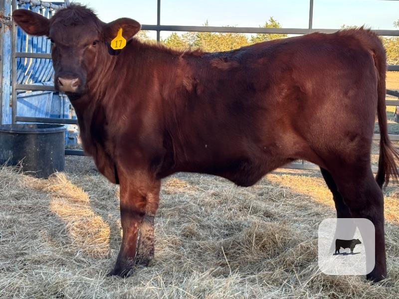 Cattle Range Listing Photo