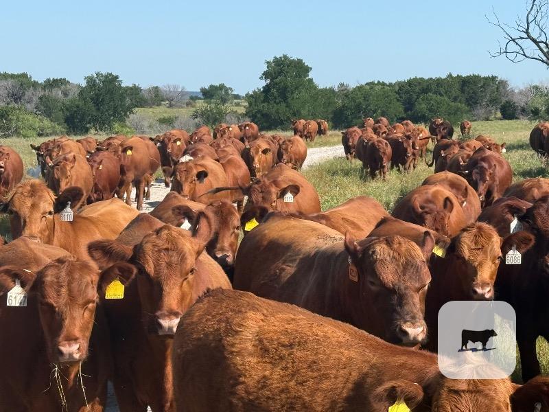 Cattle Range Listing Photo