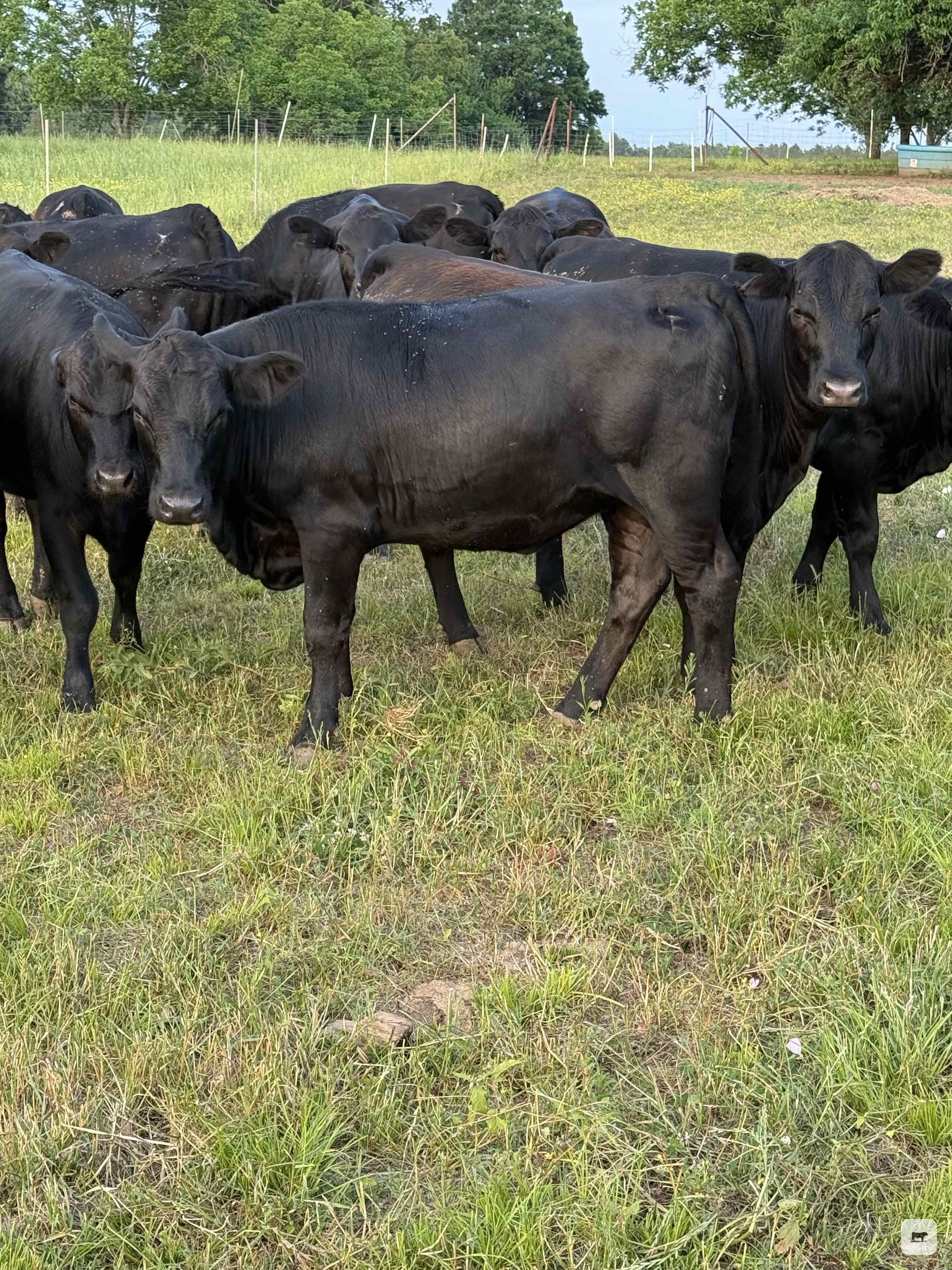 Cattle Range Listing Photo