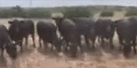 10 Angus Bred Heifers... TX South Plains