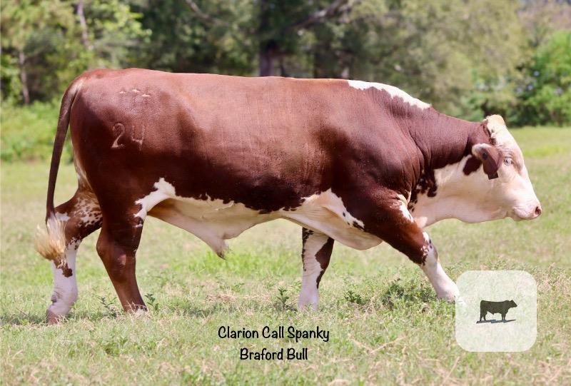 Cattle Range Listing Photo