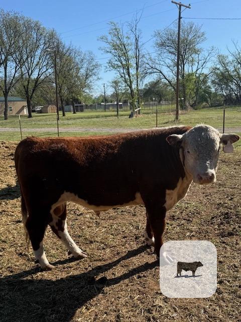 Cattle Range Listing Photo