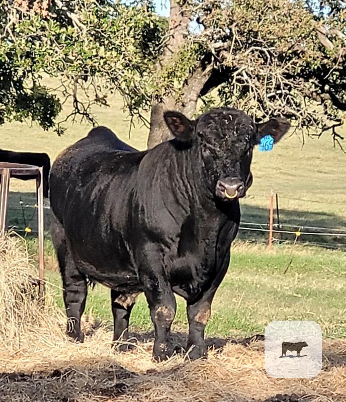 Cattle Range Listing Photo