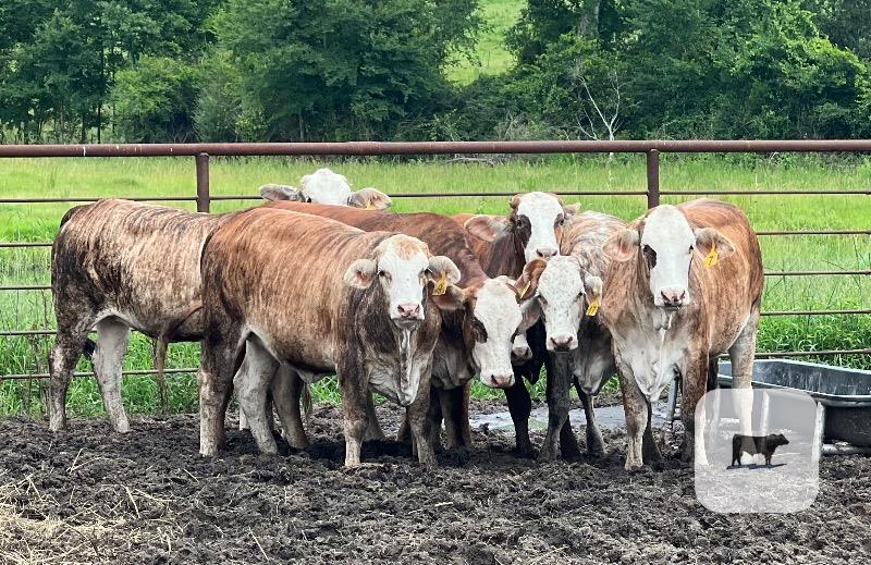 Cattle Range Listing Photo