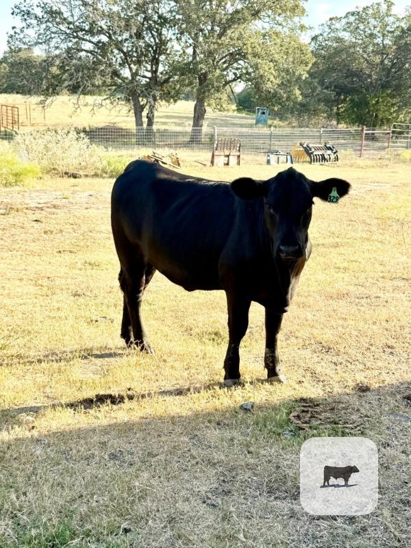 Cattle Range Listing Photo