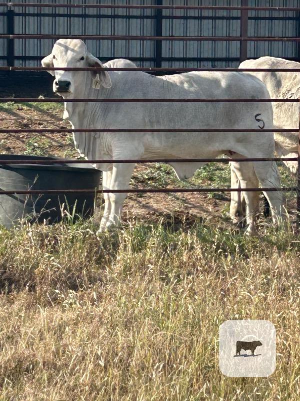 Cattle Range Listing Photo