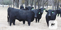 16 Angus Bred Heifers... Central TX